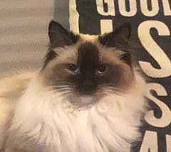 Eiserblew Hot Patootie